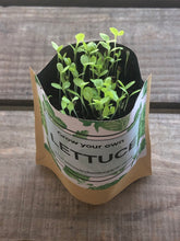 Grow your own Lettuce Grow Bag