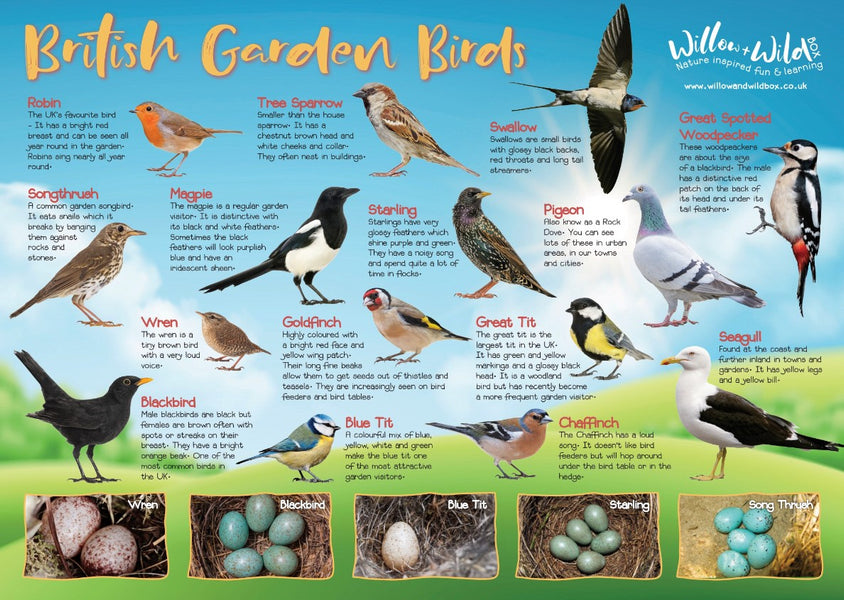 Big Garden Birdwatch