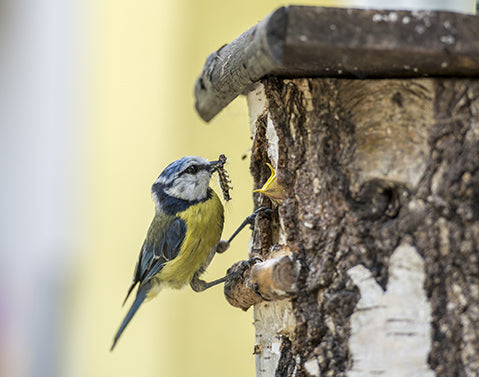 All about National Nest Box Week!