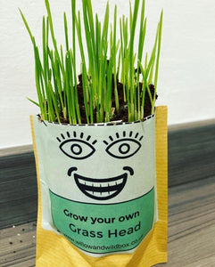 Grow your own Wheat Grass Head in a Bag