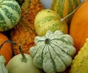 Grow your own Ornamental Gourds Kit