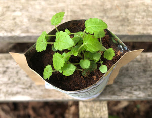 Grow your own Herb Bags