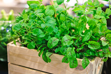 Grow your own Herb Garden Kit